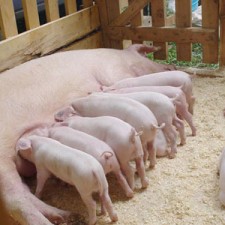 Integrated water treatment for pigs