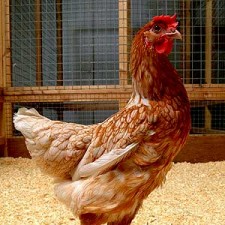 Integrated water treatment for poultry