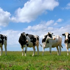 Integrated water treatment for cattle